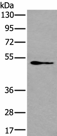 Western blot analysis of NIH/3T3 cell lysate  using GATA3 Polyclonal Antibody at dilution of 1:400