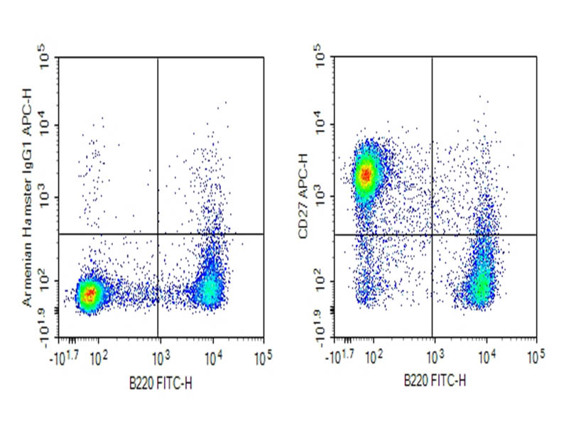 Purified Anti-Mouse CD27 Antibody[LG.3A10] - 1