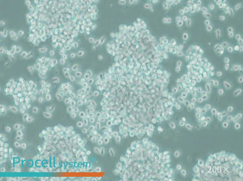 SUP-T1 Cell Complete Medium - 5