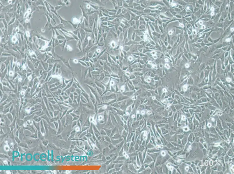 SW1271 Cell Complete MediumSW1271 Cell Complete Medium - 2