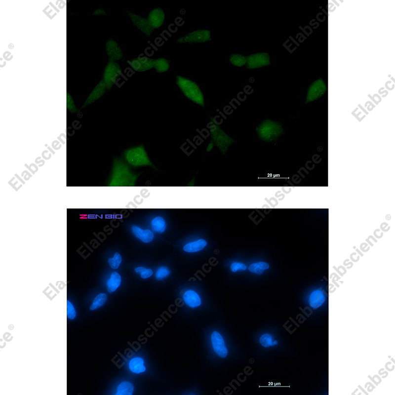 Recombinant TPPP Monoclonal Antibody - 3