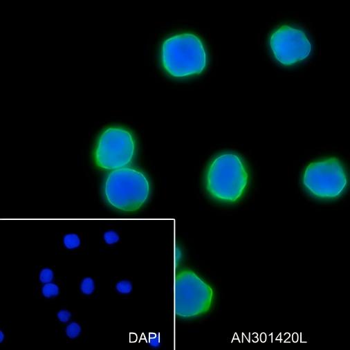 Recombinant PD1 Monoclonal Antibody - small - 3
