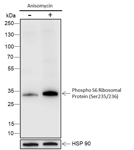Recombinant Phospho-S6 Ribosomal Protein (Ser235, Ser236) Monoclonal Antibody-searchlist-1