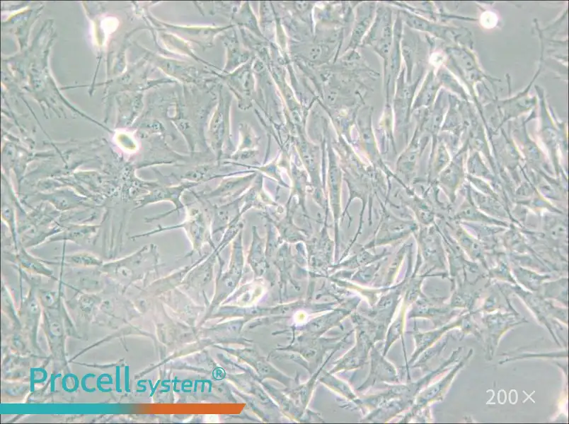 NCI-H2452 [H2452] Cell Complete Medium - 5