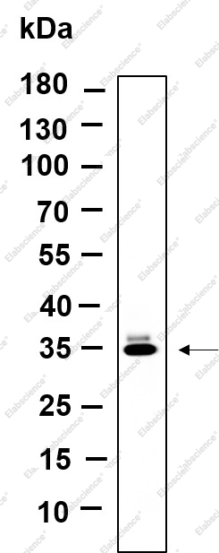 Recombinant OR5I1 Monoclonal Antibody - 1