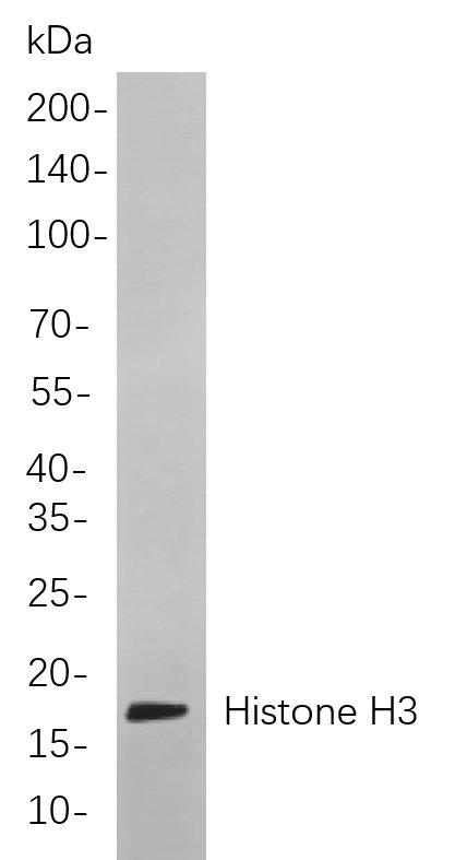Recombinant Histone H3 Monoclonal Antibody-searchlist-1