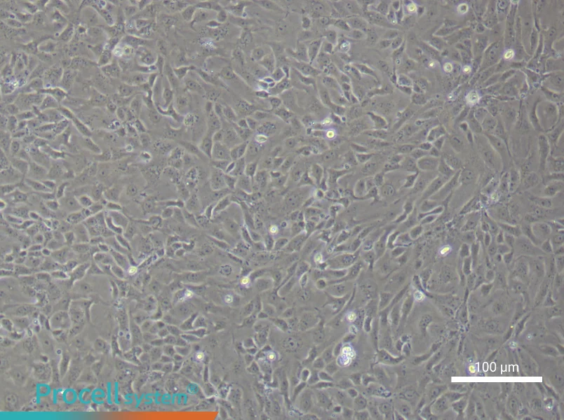 Mouse Colonic Mucosal Epithelial Cell Complete Medium - 3