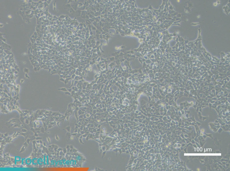 RD-ES Cell Complete MediumRD-ES Cell Complete Medium - 1