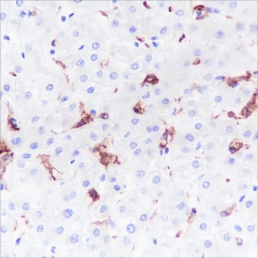Recombinant CD169 Monoclonal Antibody - 2