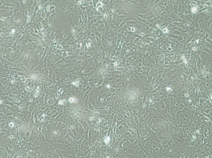 HCC38 Cell Complete Medium-searchlist-1