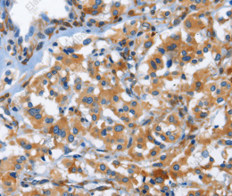 CD244 Polyclonal Antibody - 2