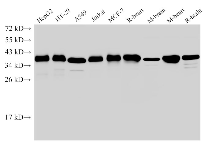 Western Blot analysis of HepG2, HT-29, A549, Jurkat, MCF-7, Rat heart, Mouse brain, Mouse heart and Rat brain using GAPDH Polyclonal Antibody at dilution of 1:5000