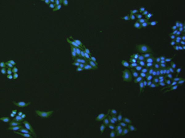 Immunofluorescence analysis of hepG2 cell  using VNN1 Polyclonal Antibody at dilution of 1:100