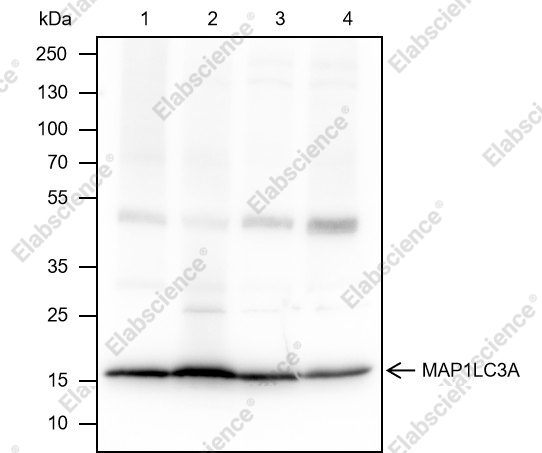 Recombinant MAP1LC3A Monoclonal Antibody - 1
