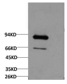 Western Blot analysis of Firefly Luciferase Transfected Hela using Luciferase Monoclonal Antibody at dilution of 1:2000.