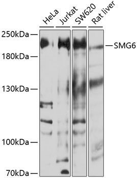 Western blot analysis of extracts of various cell lines using SMG6 Polyclonal Antibody at 1:1000 dilution.