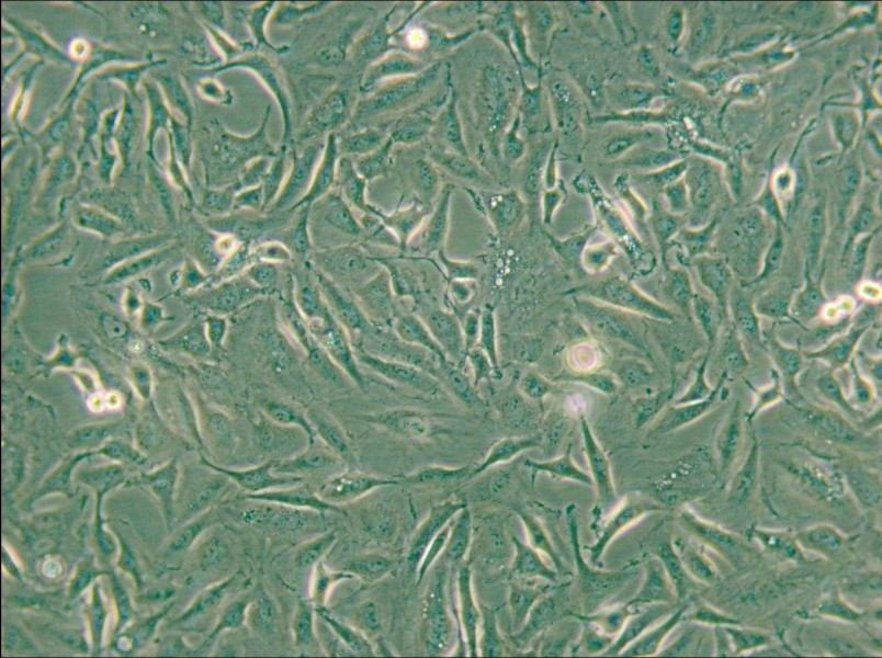 KTC-1 Cell Complete Medium - 6