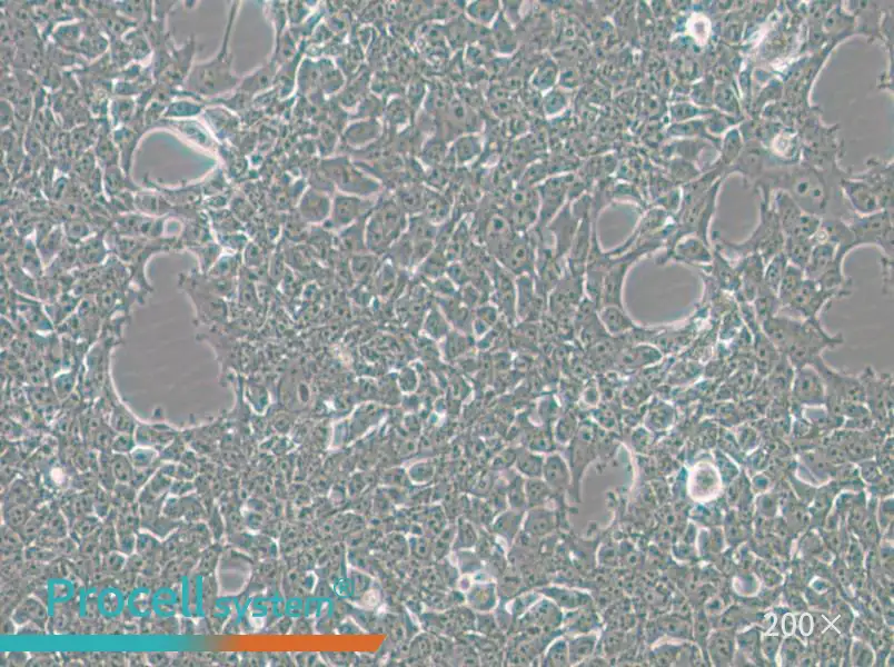 293FT Cell Complete Medium - 6