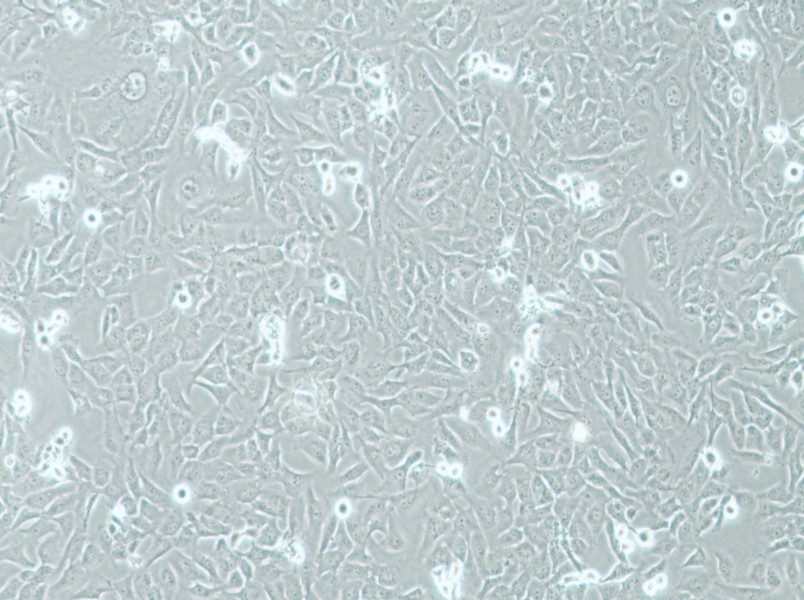 AC16 Cell Complete MediumAC16 Cell Complete Medium - 3