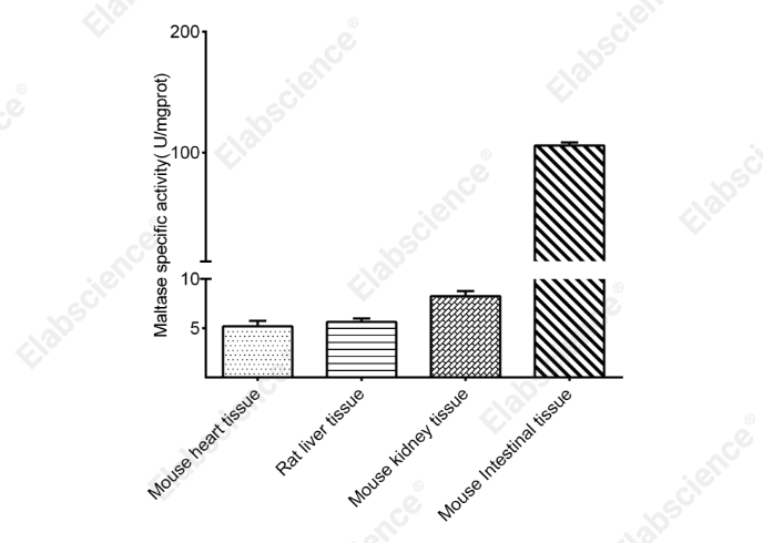 Maltase Activity Assay Kit - 2
