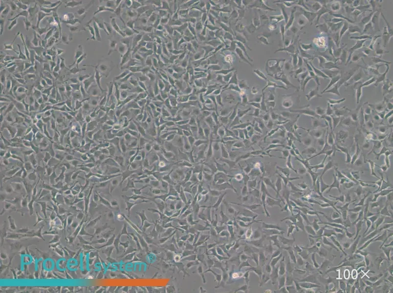 COLO 699 Cell Complete MediumCOLO 699 Cell Complete Medium - 3