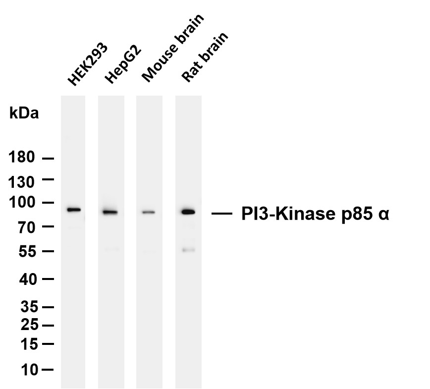 Recombinant PI3-Kinase p85 α Monoclonal Antibody - 2