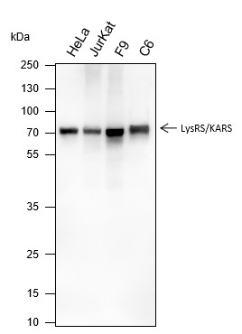 Recombinant LysRS Monoclonal Antibody-searchlist-1