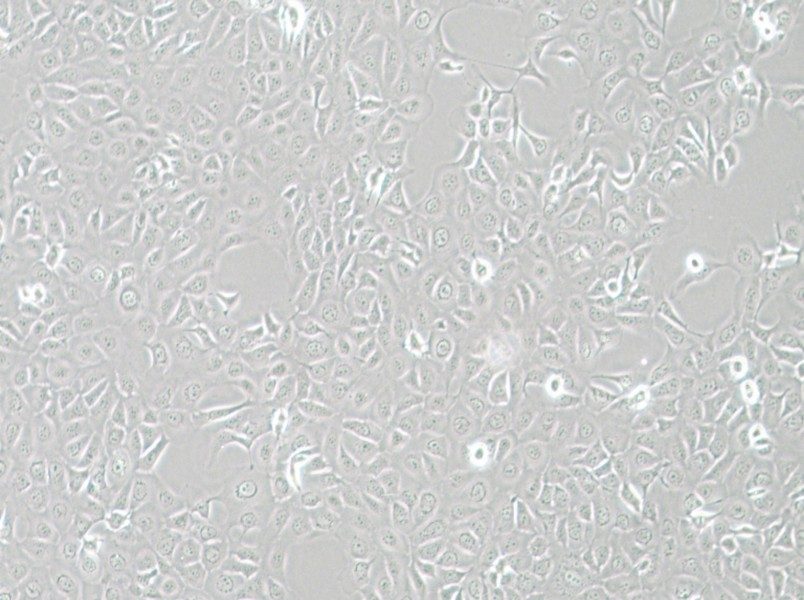 HCE-T Cell Complete MediumHCE-T Cell Complete Medium - 3