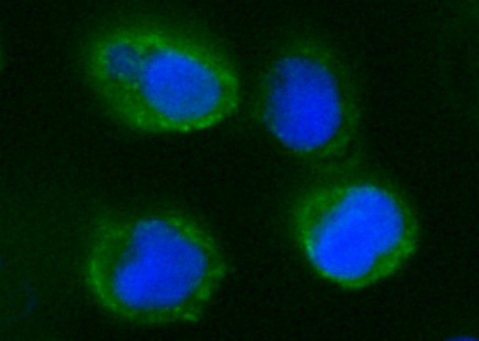 Recombinant CD55/DAF Monoclonal Antibody - small - 2