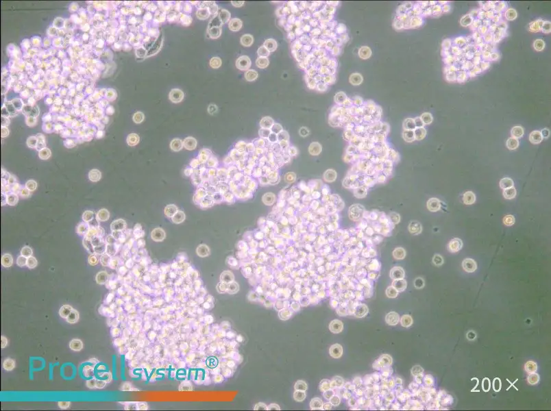 B95-8 Cell Complete Medium - small - 5