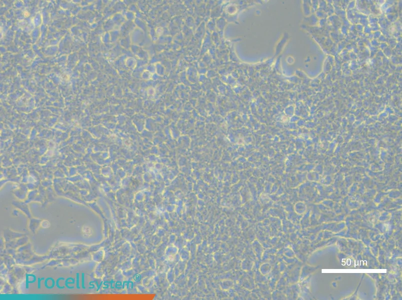 RD-ES Cell Complete MediumRD-ES Cell Complete Medium - 5