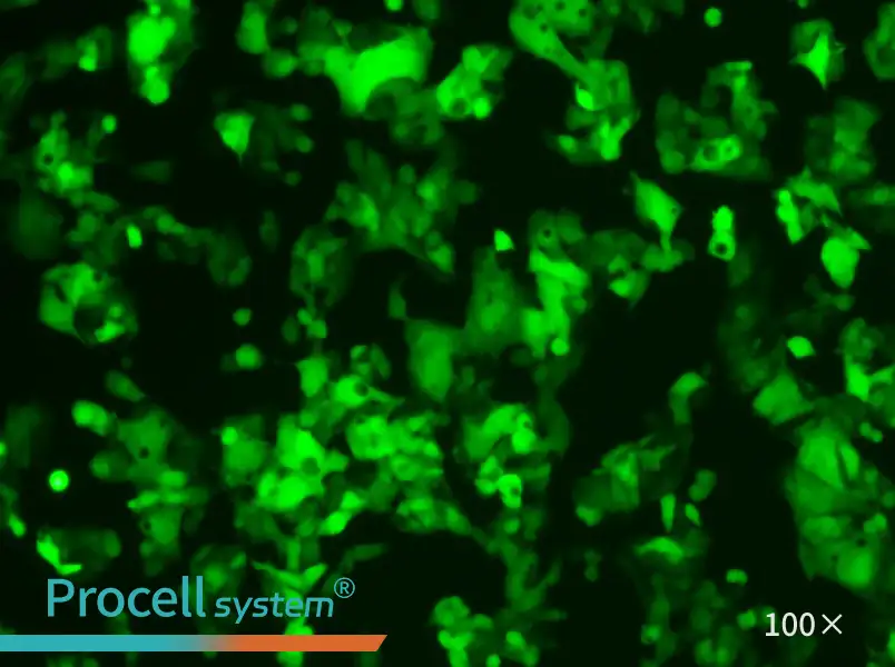 HeP G2-LUC-EGFP Cell Complete Medium - 1