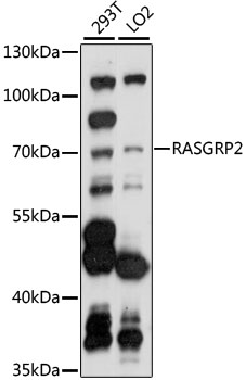 Western blot analysis of extracts of various cell lines using RASGRP2 Polyclonal Antibody at 1:1000 dilution.