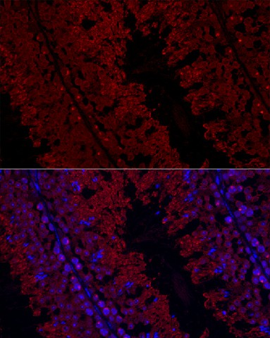 Immunofluorescence analysis of mouse testis cells using GPX4 Polyclonal Antibody at dilution of 1:200 (40x lens). Blue: DAPI for nuclear staining.