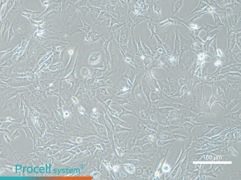3T3-L1 Cell Complete Medium - 1