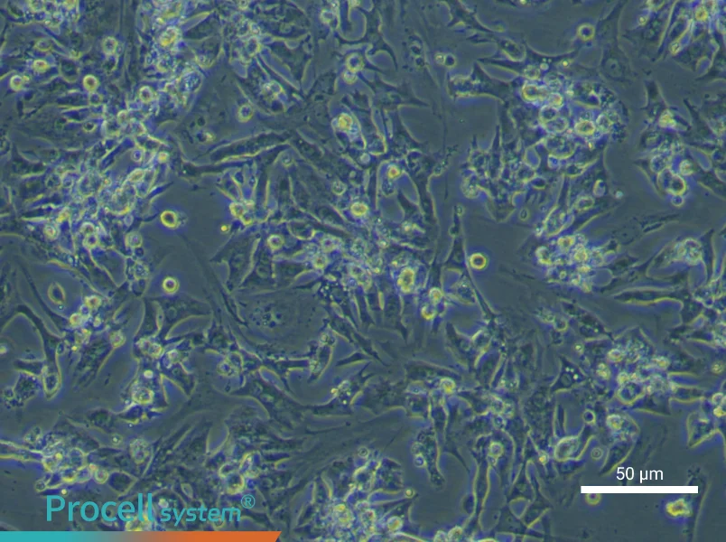 Mouse Cardiomyocyte Complete Medium - small - 5