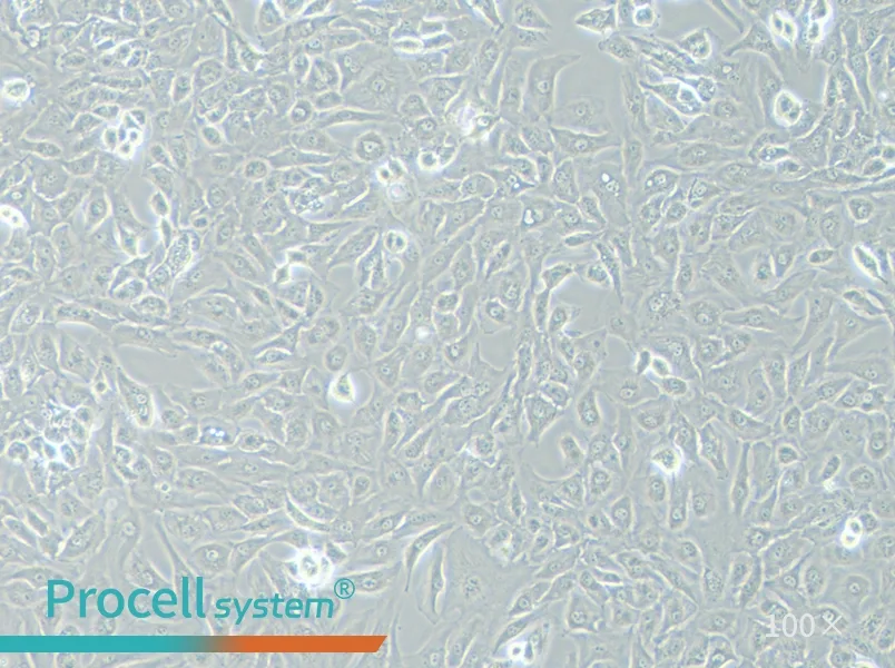 OS-RC-2 Cell Complete MediumOS-RC-2 Cell Complete Medium - 2