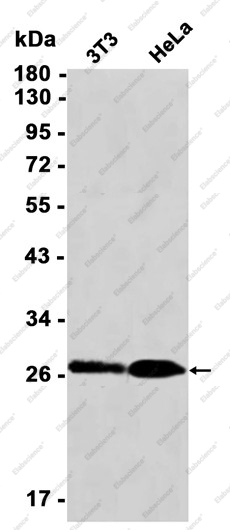 Recombinant BAP31 Monoclonal Antibody - 1