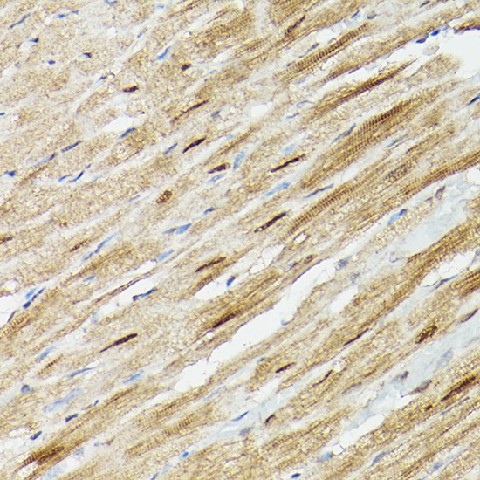 Immunohistochemistry of paraffin-embedded mouse heart using PSMA3 Polyclonal antibody at dilution of 1:100 (40x lens).Perform high pressure antigen retrieval with 10 mM citrate buffer pH 6.0 before commencing with IHC staining protocol.