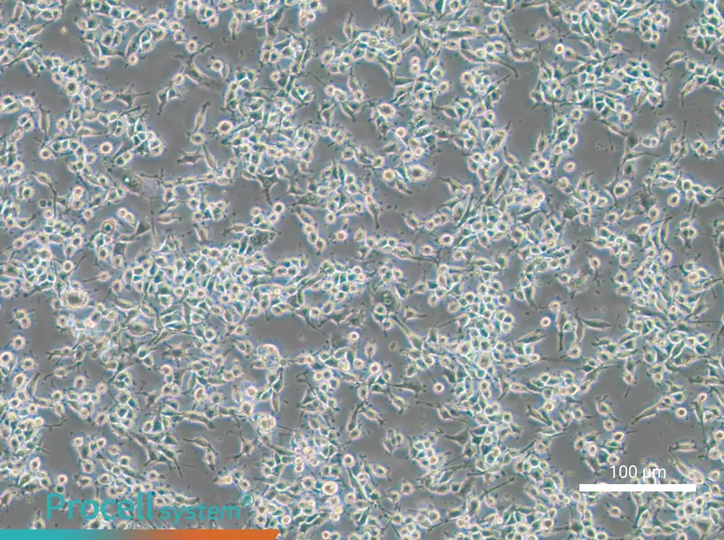 MADB106 Cell Complete Medium - 2