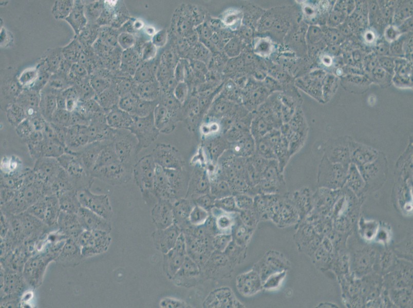 OVCAR-8 Cell Complete Medium - 4
