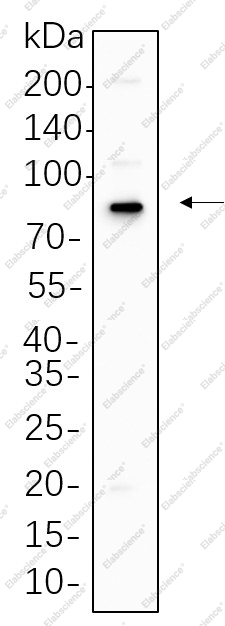 Recombinant p63 Monoclonal Antibody - 1