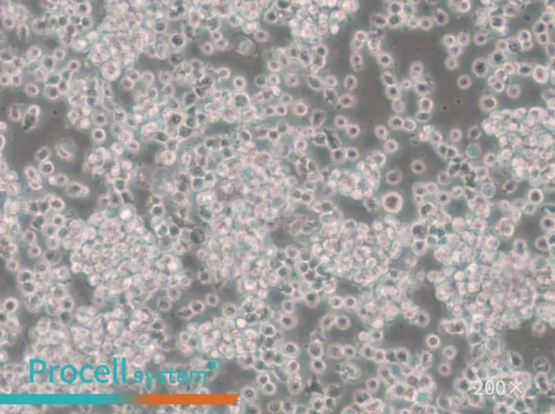 CTLL-2 Cell Complete Medium - small - 5