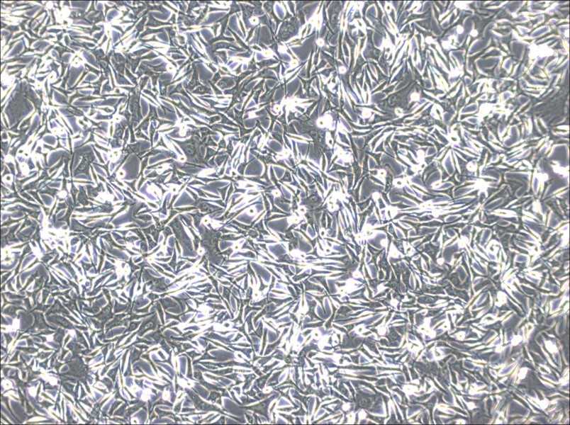 WM-266-4 Cell Complete Medium - 3