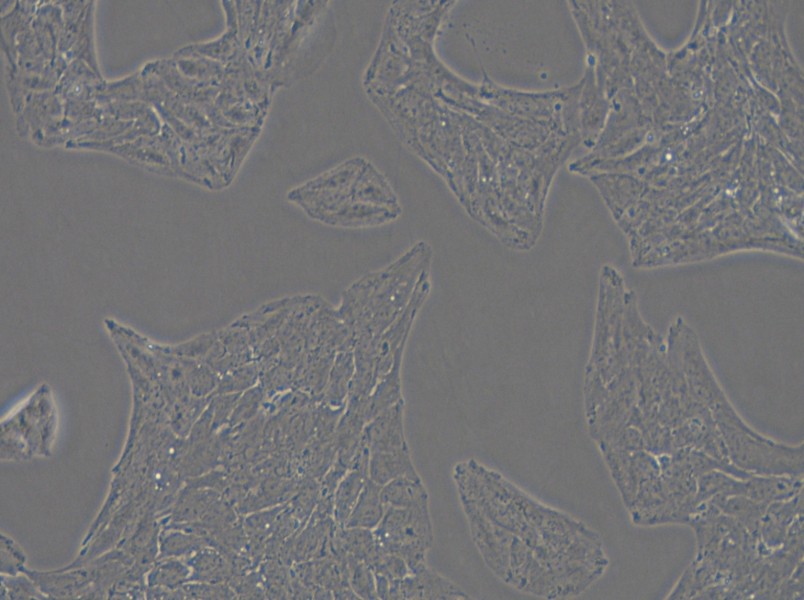 Li-7 Cell Complete Medium - small - 4