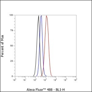 Recombinant CDK1/Cdc2 Monoclonal Antibody - small - 6