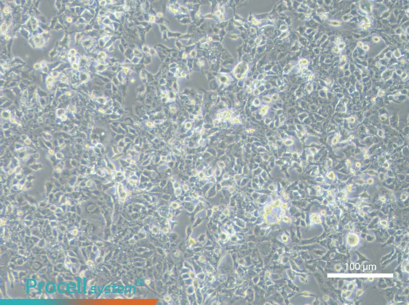 HL-1 Cell Complete MediumHL-1 Cell Complete Medium - 2