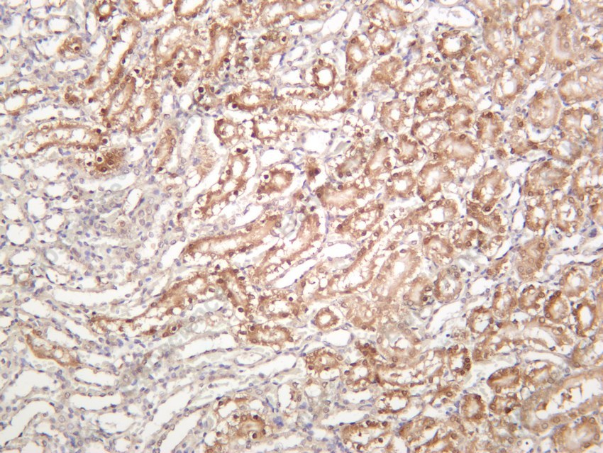 Recombinant NQO1 Monoclonal Antibody - 4