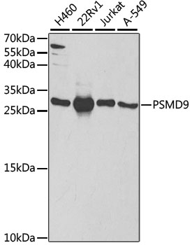 Western blot analysis of extracts of various cell lines using PSMD9 Polyclonal Antibody at 1:1000 dilution.