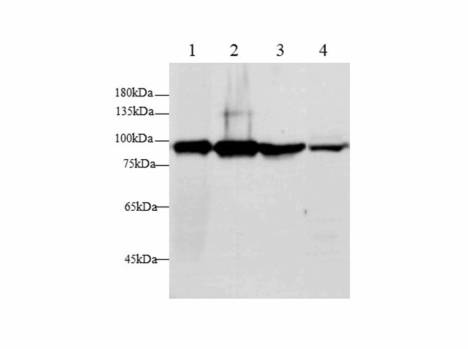 Western blot with GS Polyclonal antibody at dilution of 1:500.lane 1:Human Plasma, lane 2:THP-1 whole cell lysate, lane 3:MCF-7 whole cell lysate, lane 4:A431 whole cell lysate